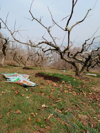 정성국님의 감 · 영농일지 작성글 사진