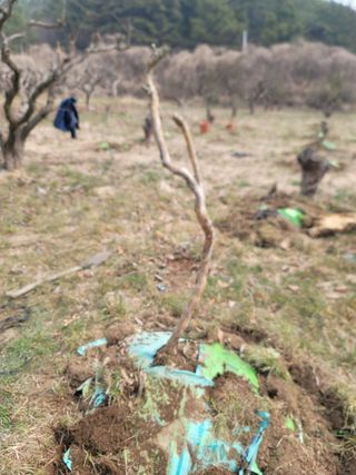 박치문님의 기타작물 · 영농일지 작성글 사진