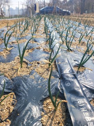 알렉산더님의 양파 · 영농일지 작성글 사진