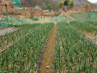 연모 자연의행복님의 기타작물 · 영농일지 작성글 사진