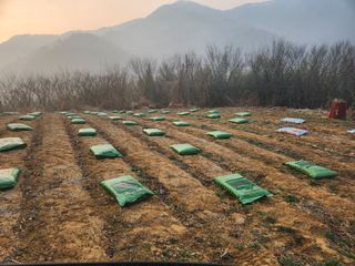 참깨.고추ㆍ박천제님의 기타작물 · 영농일지 작성글 사진