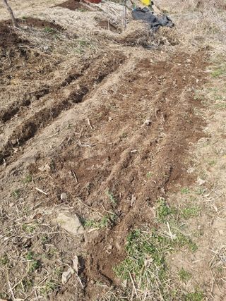 최기동님의 두릅 · 영농일지 작성글 사진