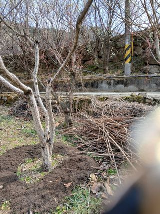 향양농장 사랑합니다님의 감 · 영농일지 작성글 사진