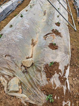 연모 자연의행복님의 기타작물 · 영농일지 작성글 사진