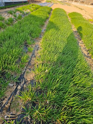 처마밑에추녀님의 기타작물 · 영농일지 작성글 사진