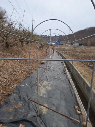 김연숙님의 기타작물 · 영농일지 작성글 사진