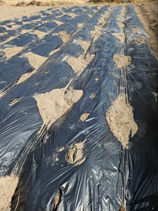 김해열님의 감자 · 영농일지 작성글 사진