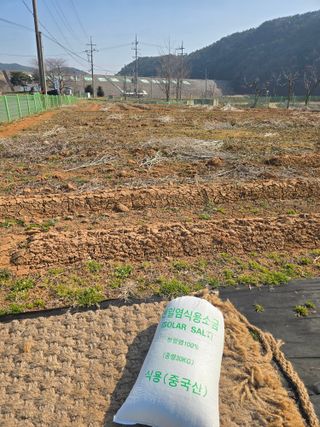 심기정님의 고구마 · 영농일지 작성글 사진