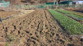 정인재님의 감자 · 영농일지 작성글 사진