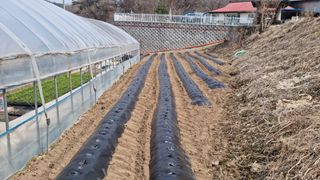 홍성원님의 감자 · 영농일지 작성글 사진