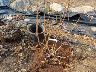 최동식님의 기타작물 · 영농일지 작성글 사진