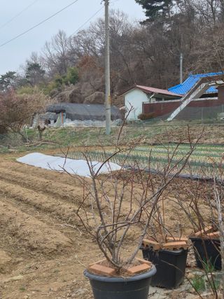 Kns4324님의 기타작물 · 영농일지 작성글 사진