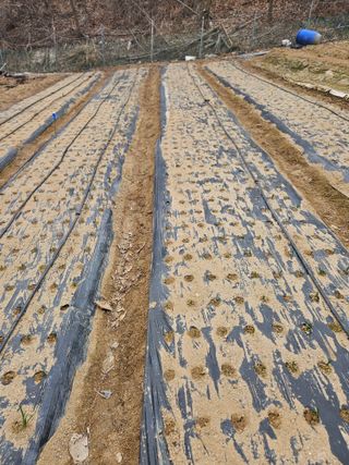 서상진님의 마늘 · 영농일지 작성글 사진