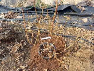 최동식님의 기타작물 · 영농일지 작성글 사진