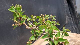 이정운님의 기타작물 · 영농일지 작성글 사진