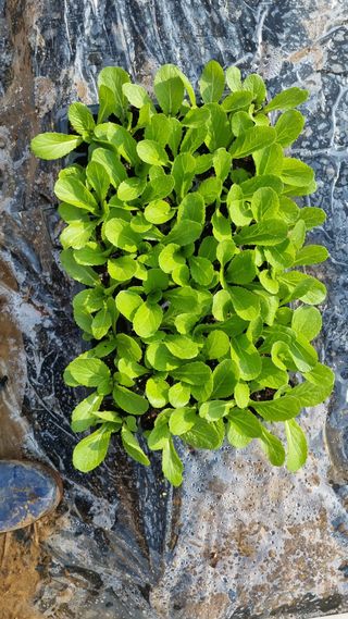 김지철님의 기타작물 · 영농일지 작성글 사진