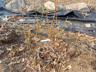 최동식님의 기타작물 · 영농일지 작성글 사진