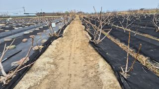 늘푸른 농장주님의 기타작물 · 영농일지 작성글 사진