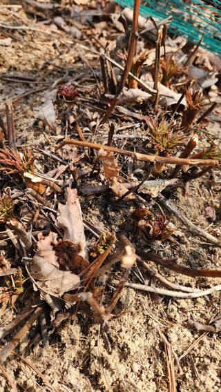 귀산촌님의 기타작물 · 영농일지 작성글 사진