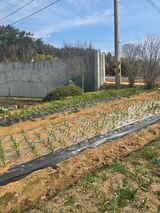 팜모닝 기타작물·영농일지 게시글 이미지