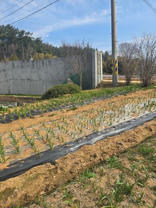영춘아짐님의 기타작물 · 영농일지 작성글 사진
