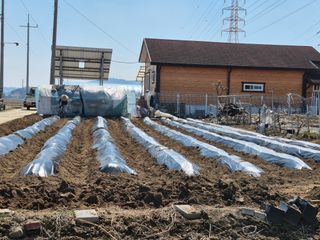 박순례님의 감자 · 영농일지 작성글 사진
