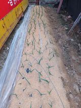 팜모닝 마늘·영농일지 게시글 이미지