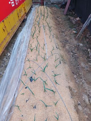 도토리아줌마님의 마늘 · 영농일지 작성글 사진