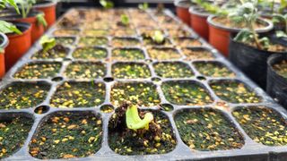 허인녕님의 호박 · 영농일지 작성글 사진