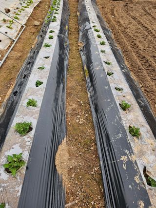 연모 자연의행복님의 기타작물 · 영농일지 작성글 사진