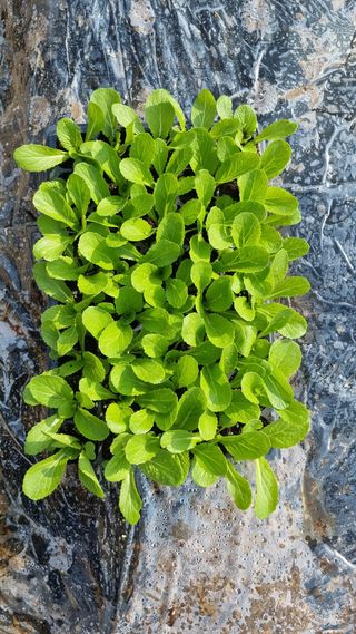 김지철님의 기타작물 · 영농일지 작성글 사진