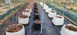 귤8352님의 블루베리 · 영농일지 작성글 사진