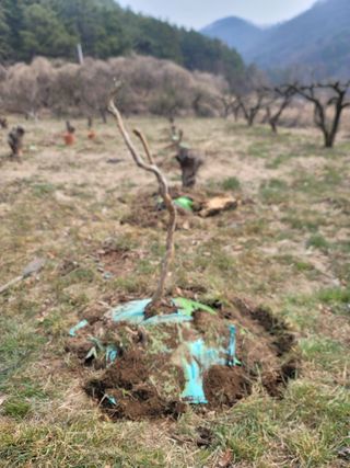 박치문님의 기타작물 · 영농일지 작성글 사진