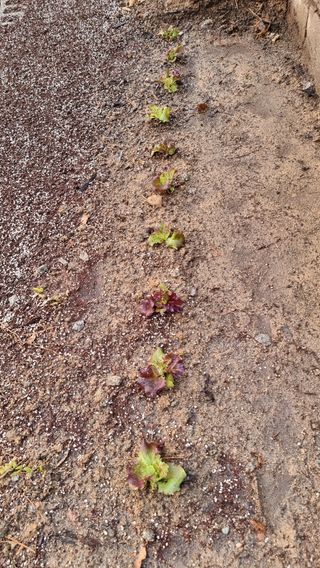 권혁렬님의 상추 · 영농일지 작성글 사진