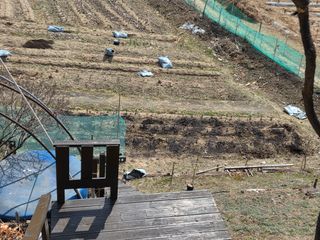 박병철님의 옥수수 · 영농일지 작성글 사진