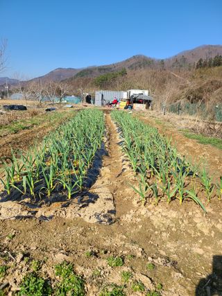 귤8640님의 마늘 · 영농일지 작성글 사진