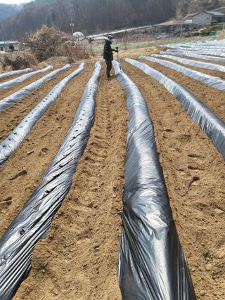 이상욱님의 옥수수 · 영농일지 작성글 사진