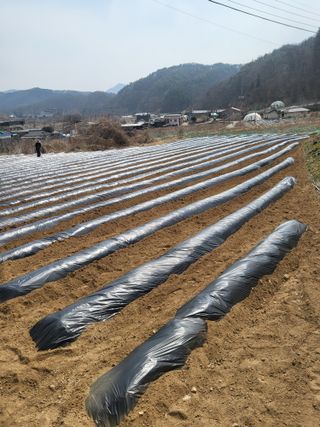 이상욱님의 옥수수 · 영농일지 작성글 사진