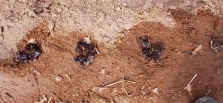 정연섭님의 기타작물 · 영농일지 작성글 사진