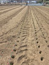 팜모닝 파·영농일지 게시글 이미지