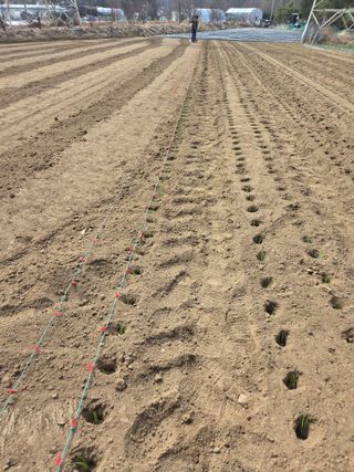 마늘25328님의 파 · 영농일지 작성글 사진