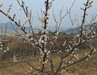 철남 김희곤님의 기타작물 · 영농일지 작성글 사진
