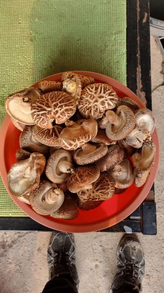 김동명님의 버섯 · 영농일지 작성글 사진