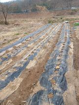 팜모닝 감자·영농일지 게시글 이미지