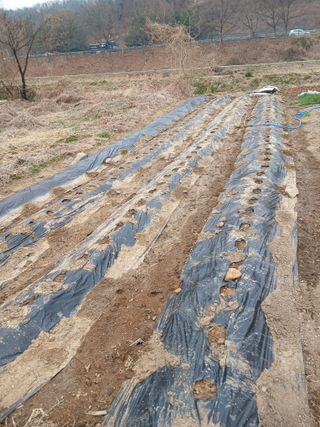 이영숙님의 감자 · 영농일지 작성글 사진