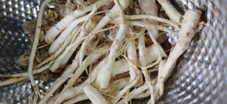 정연섭님의 기타작물 · 영농일지 작성글 사진