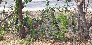 정천복님의 기타작물 · 영농일지 작성글 사진