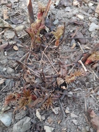 인생은 소풍처럼~님의 기타작물 · 영농일지 작성글 사진