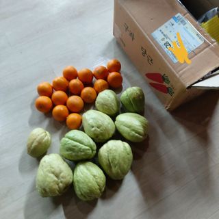 가로수님의 기타작물 · 영농일지 작성글 사진