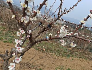 철남 김희곤님의 기타작물 · 영농일지 작성글 사진